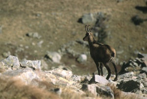 Chamois admirant le paysage