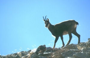 Chamois sur ciel bleu