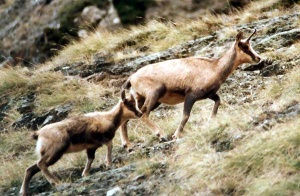 Maman chamois et bb