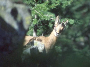 Chamois surpris dans le bois