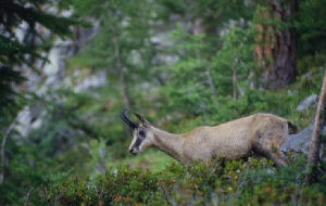 Chamois en balade dans la fort