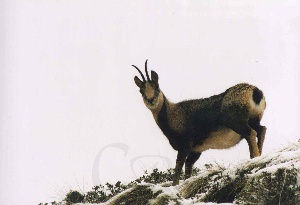 Chamois,  ola qui c'est celui l ?