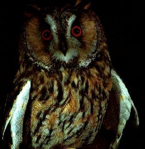 Les yeux dans les yeux du Grand-duc dans la nuit