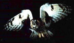 Deux ailes dans la nuit, le grand-duc chasse
