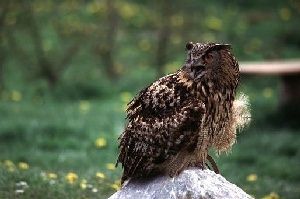 Grand-duc pos sur rocher