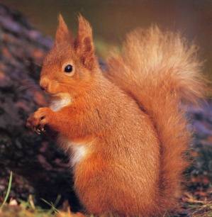 Un cureuil qui pose pour la photo