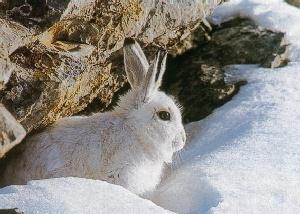 Livre fourrure blanche sous rocher