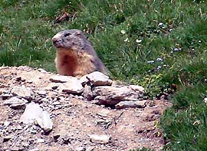 Marmotte curieuse