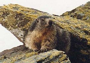 Marmotte mergeant des rochers