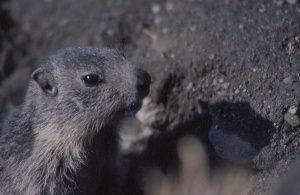 Jeune marmotte, proche de son terrier