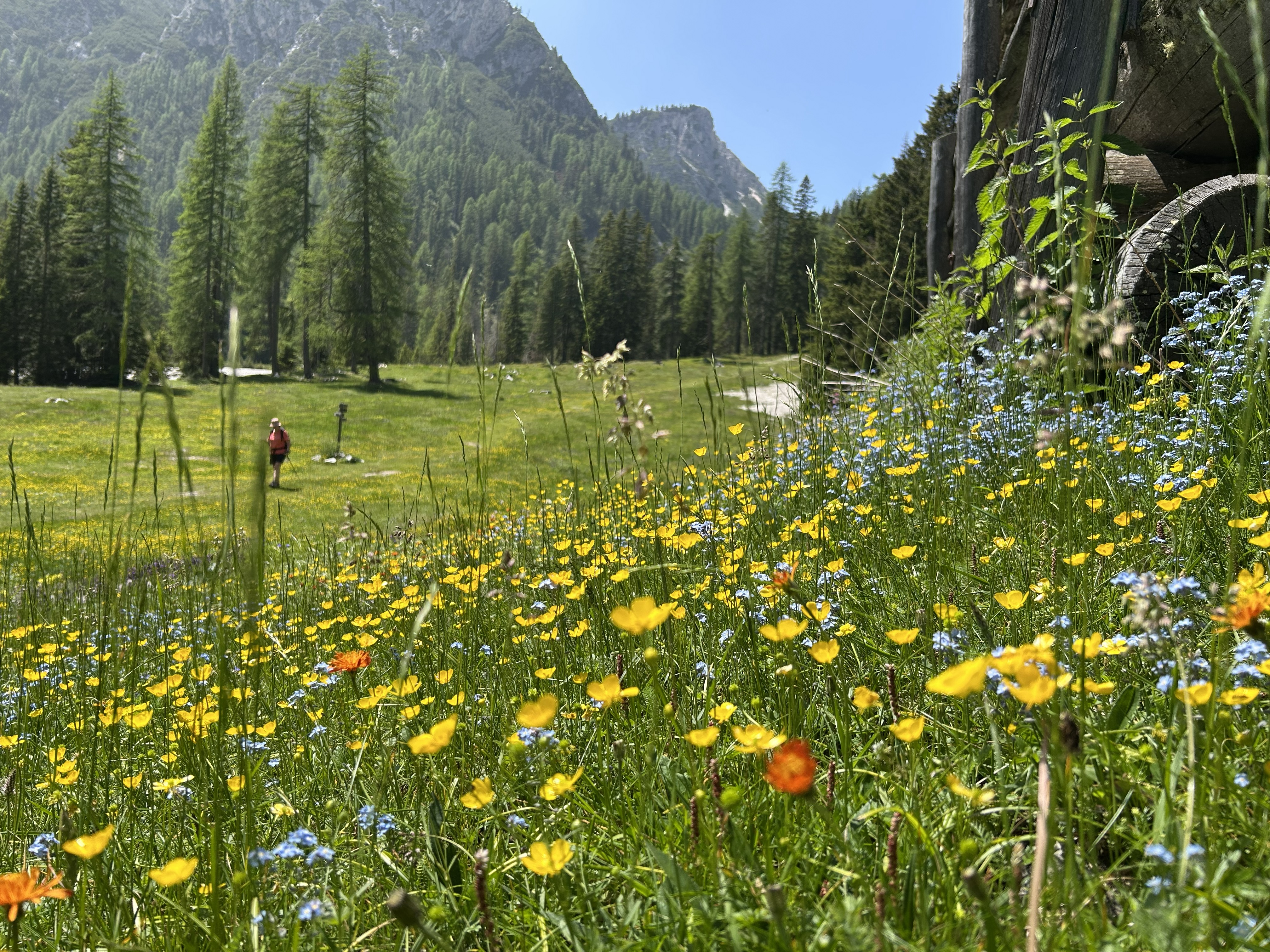 Alpage Altkaser dans le val foresta 