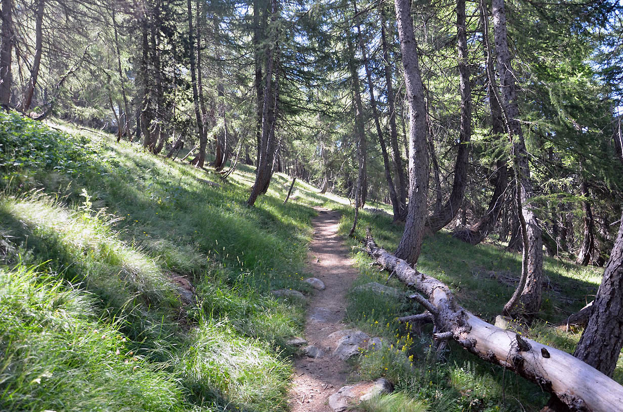 La montée dans la forêt de mélèzes | Jausiers 2017