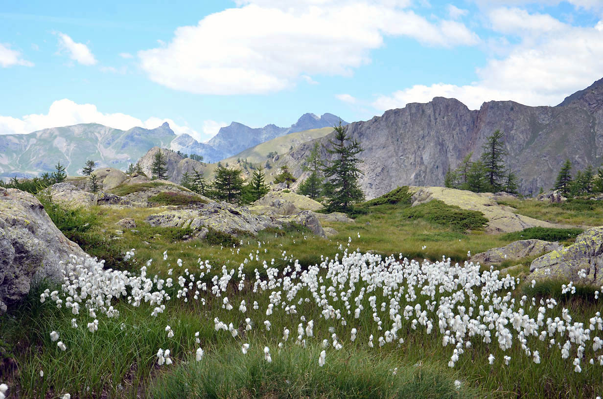 linaigrettes en fleurs | Jausiers 2017