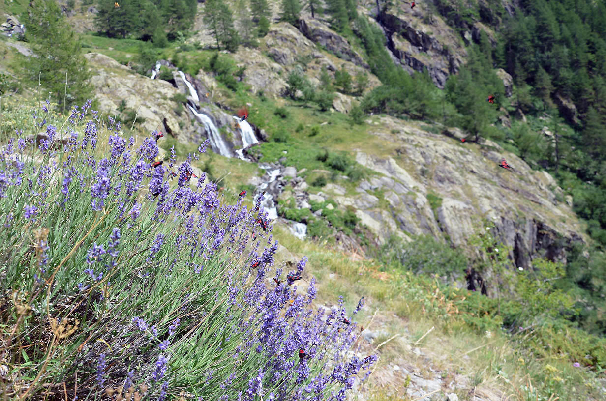 Lavandes sauvages et la nuée de zygène de la filipendule  | Jausiers 2017