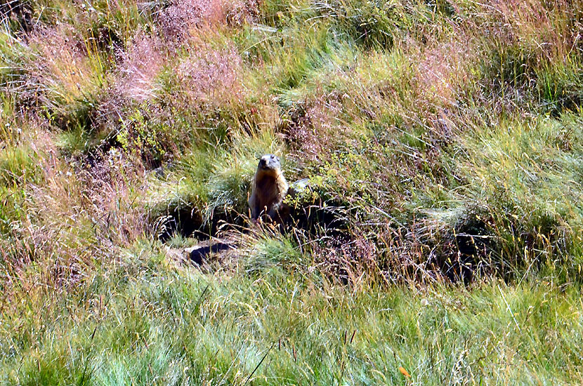 Marmotte