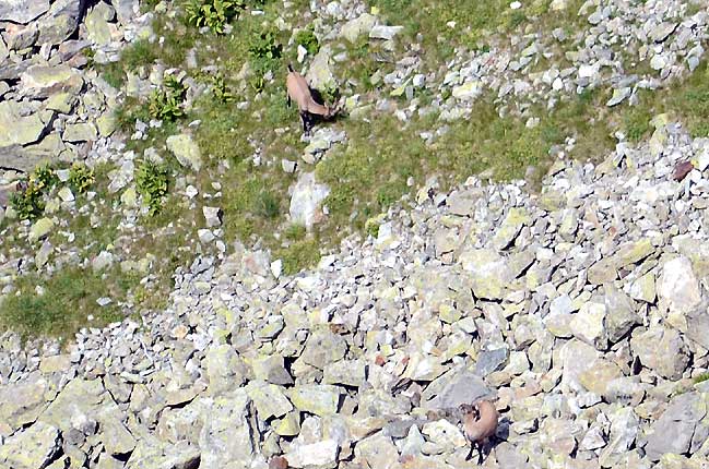 Bouquetins dans le vallon