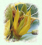Gentiane jaune