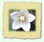 Fleur