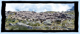 Troupeau de moutons