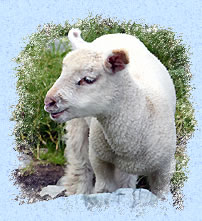 Agneau