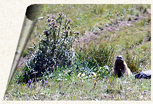 Marmotte