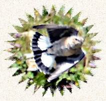 Oiseau