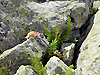 Hermine dans les rochers