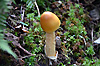 Champignon