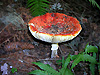Champignon