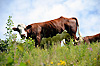 Vache de la race Abondance