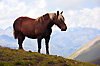 Cheval de trait