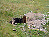 Marmotte sur son pas de porte
