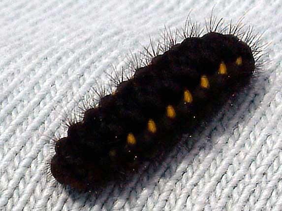 Chenille sur tee-shirt