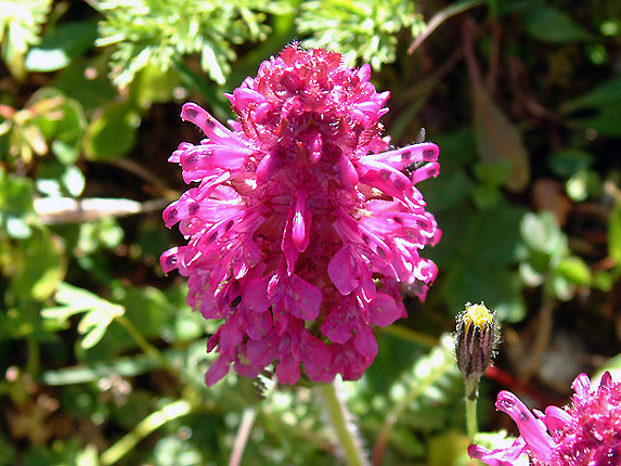 Flore alpine