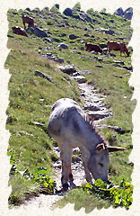 Petit ane sur le sentier