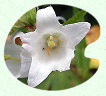 Campanule  larges feuilles