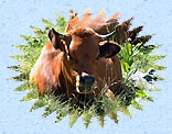 Vache