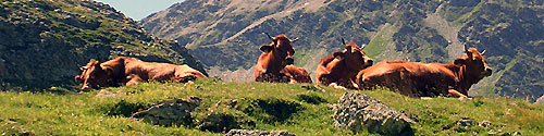 Vaches allonges