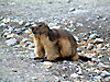 Marmotte