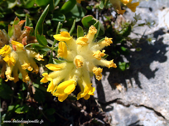 Oxytropis