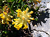 Oxytropis